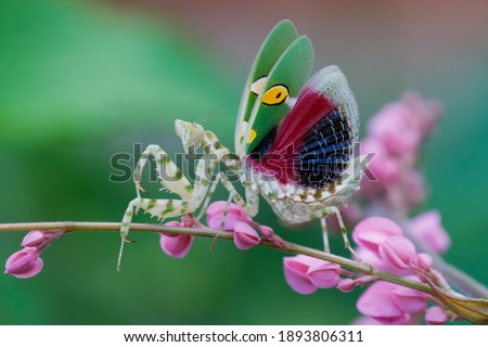  the creobroter gemmatus mantis. a praying mantis