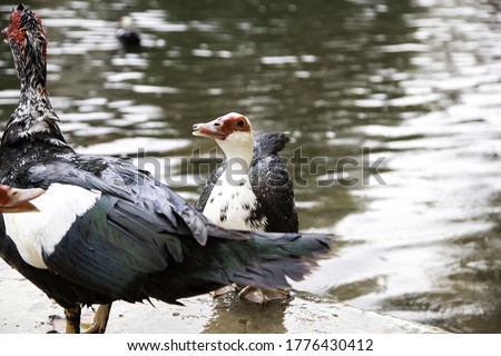 Creole duck under rain in pond, animals and birds, nature