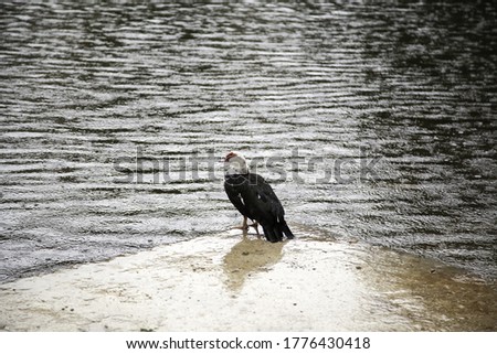Creole duck under rain in pond, animals and birds, nature