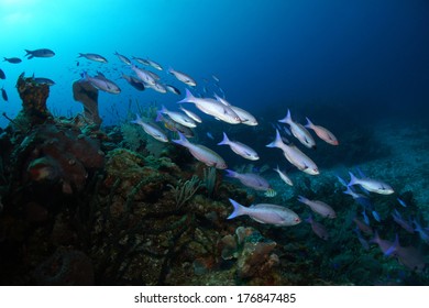 Creole Wrasse Fish Swimming Over The Coral Reef - Akumal, Riviera Maya, Mexico