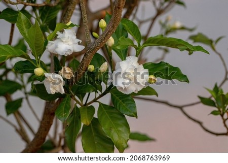 Crepe Jasmine with flower of the species Tabernaemontana divaricata