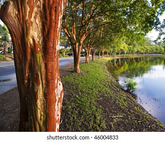 Crepe Myrtle