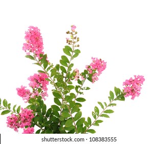 Crepe Myrtle Flowers