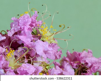 Crepe Myrtle on Green Background - close up photograph of a pink Crepe Myrtle flower against a pale green background.  Selective focus on flower portions in middle of image. Space for text.  