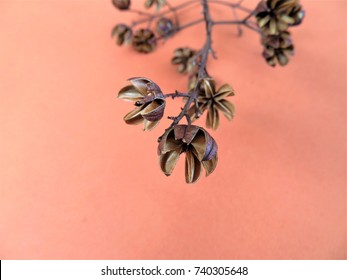 Crepe Myrtle seed pods close up on orange background