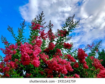 Crepe Myrtle tree in South Texas