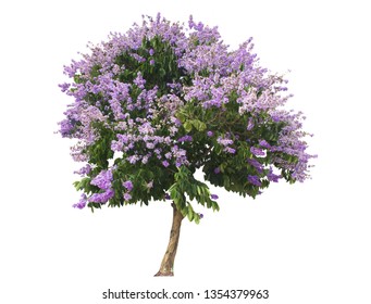 Crepe's Purple Flower Myrtle Queen of the Queen Pride of India Jarul Separate from the white background Cut the path