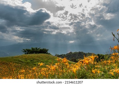 Crepuscular Ray With Orange Daylily