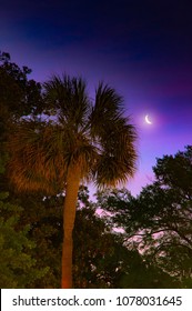 Crescent Moon Behind Palmetto Tree At Sunrise