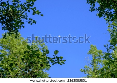 crescent moon with blue sky framed with tree branches in the forest
