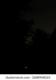 Crescent moon pictured through trees