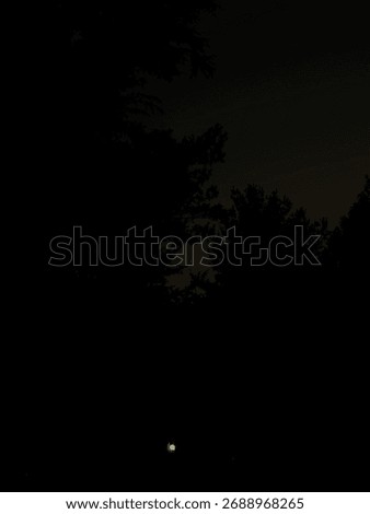 Crescent moon pictured through trees