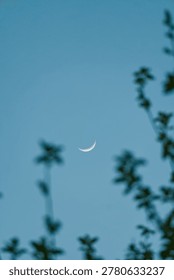 Crescent moon seen through tree branches in early evening