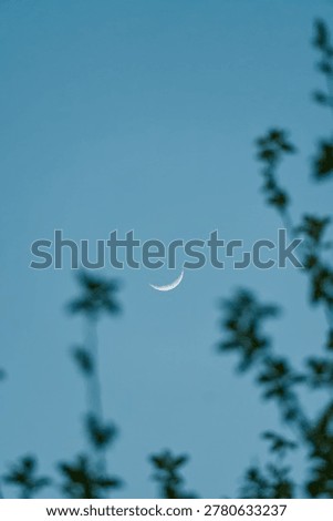 Crescent moon seen through tree branches in early evening