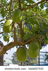 Crescentia Cujete Or Kamandalu Tree And Fruit Only One Tree In The Talkatora Garden, New Delhi India