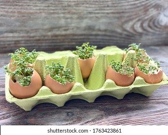 Cress Salad Grows In White Egg Shell