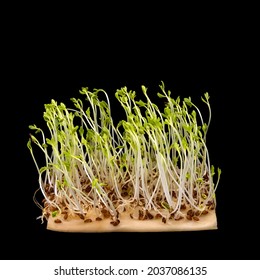 Cress Seeds Sprouted On Paper Towel