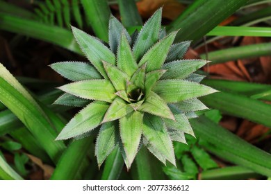 The Crest Of Growing Pineapple Fruit, Top Down View Angle Shooting