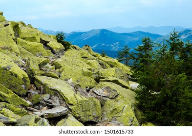 Crest of the mountain range with stone placers covered with green lichens and slopes with spruce forest in Carpathian Mountains at summer day