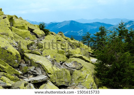 Crest of the mountain range with stone placers covered with green lichens and slopes with spruce forest in Carpathian Mountains at summer day
