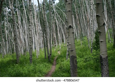 Crested Butte, CO
