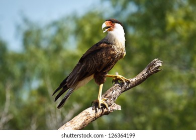 Crested Caracara