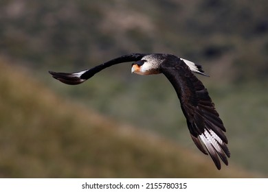 Crested caracara (Caracara plancus) flying. - Shutterstock ID 2155780315