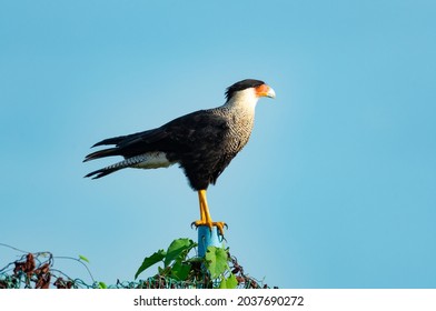 A Crested Caracara (Caracara Plancus) Perching On A Chain Link Fence With Blue Sky.  A Raptor Perching On A Post.