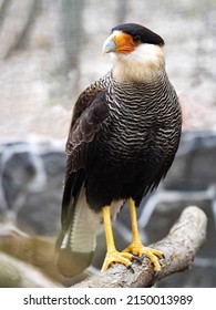 Crested caracara, Polyborus plancus, a brightly colored predator, inhabits a large area. - Shutterstock ID 2150013989