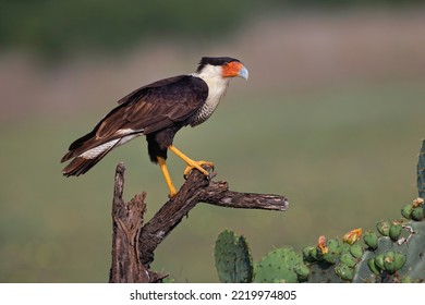 Crested Caracara. Rio Grande Valley, Texas