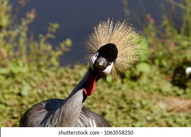 Crested Crane looking at the camera