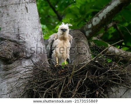 Crested Eagle chick on the nest