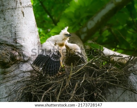 Crested eagle chick on the nest