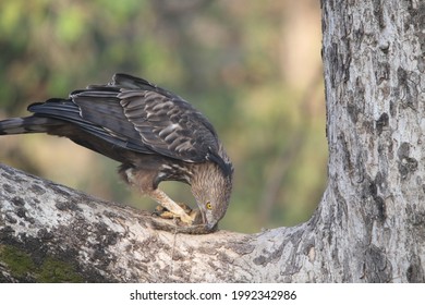 A Crested Eagle With Its Pray At Outskirt Of Pench Tiger Reserve