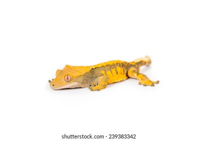 Crested Gecko