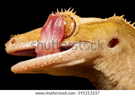 Crested Gecko