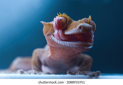 Crested Gecko Cleaning Her Eye.