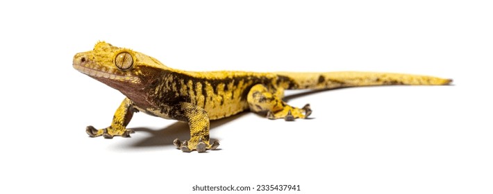 Crested gecko, Correlophus ciliatus, isolated on white