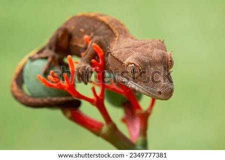 The Crested Gecko (Correlophus ciliatus) is a species of gecko native to southern New Caledonia.