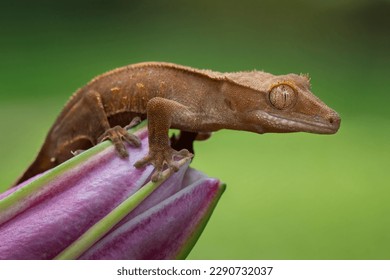 The Crested Gecko or Eyelash Gecko (Correlophus ciliatus) is a species of gecko native to southern New Caledonia.