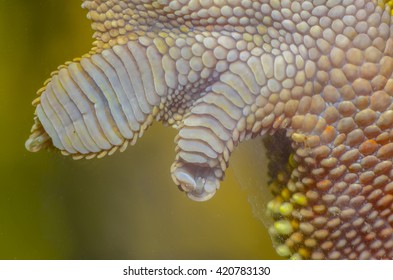 Crested Gecko Feet And Fingers Details