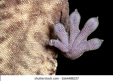 Crested Gecko Foot Sticking To A Piece Of Glass