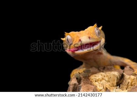 The crested gecko сute isolated on black background