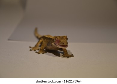 Crested Gecko Licking Eye
