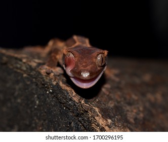 Crested Gecko Lizard Licking Eye