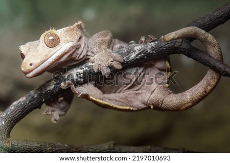 Crested gecko on branch in terrarium