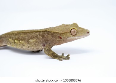 Crested Gecko (Rhacodactylus ciliatus) also known as New Caledonean Gecko