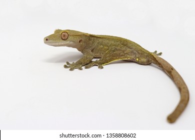 Crested Gecko (Rhacodactylus ciliatus) also known as New Caledonean Gecko