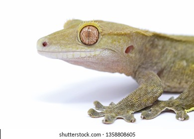 Crested Gecko (Rhacodactylus ciliatus) also known as New Caledonean Gecko