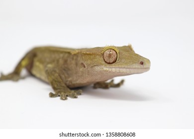 Crested Gecko (Rhacodactylus ciliatus) also known as New Caledonean Gecko